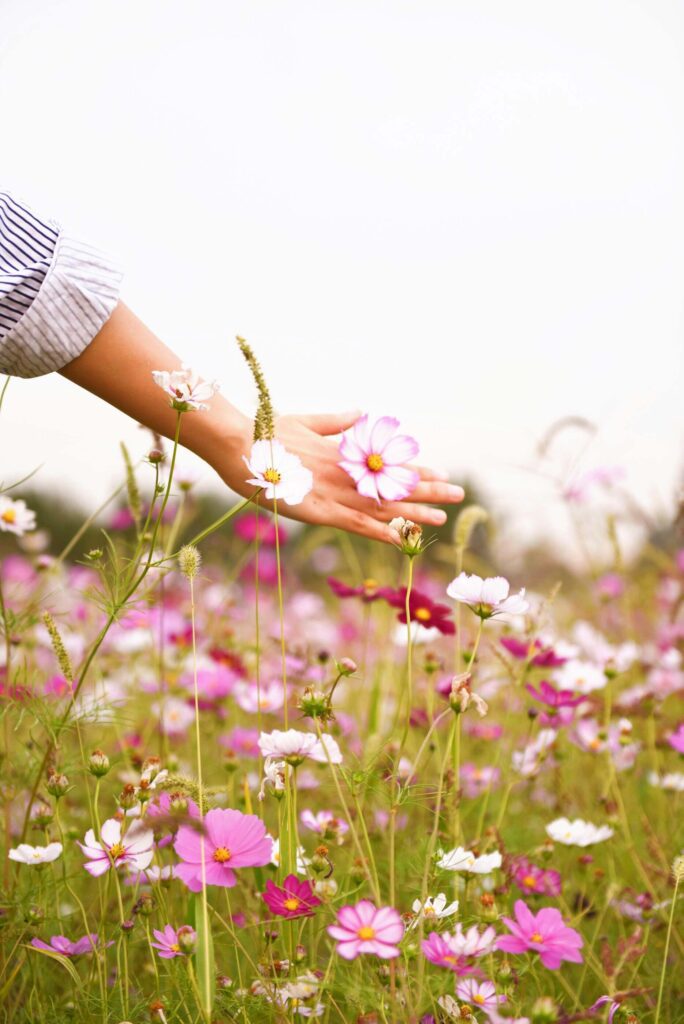 Hand door bloemen veld heen